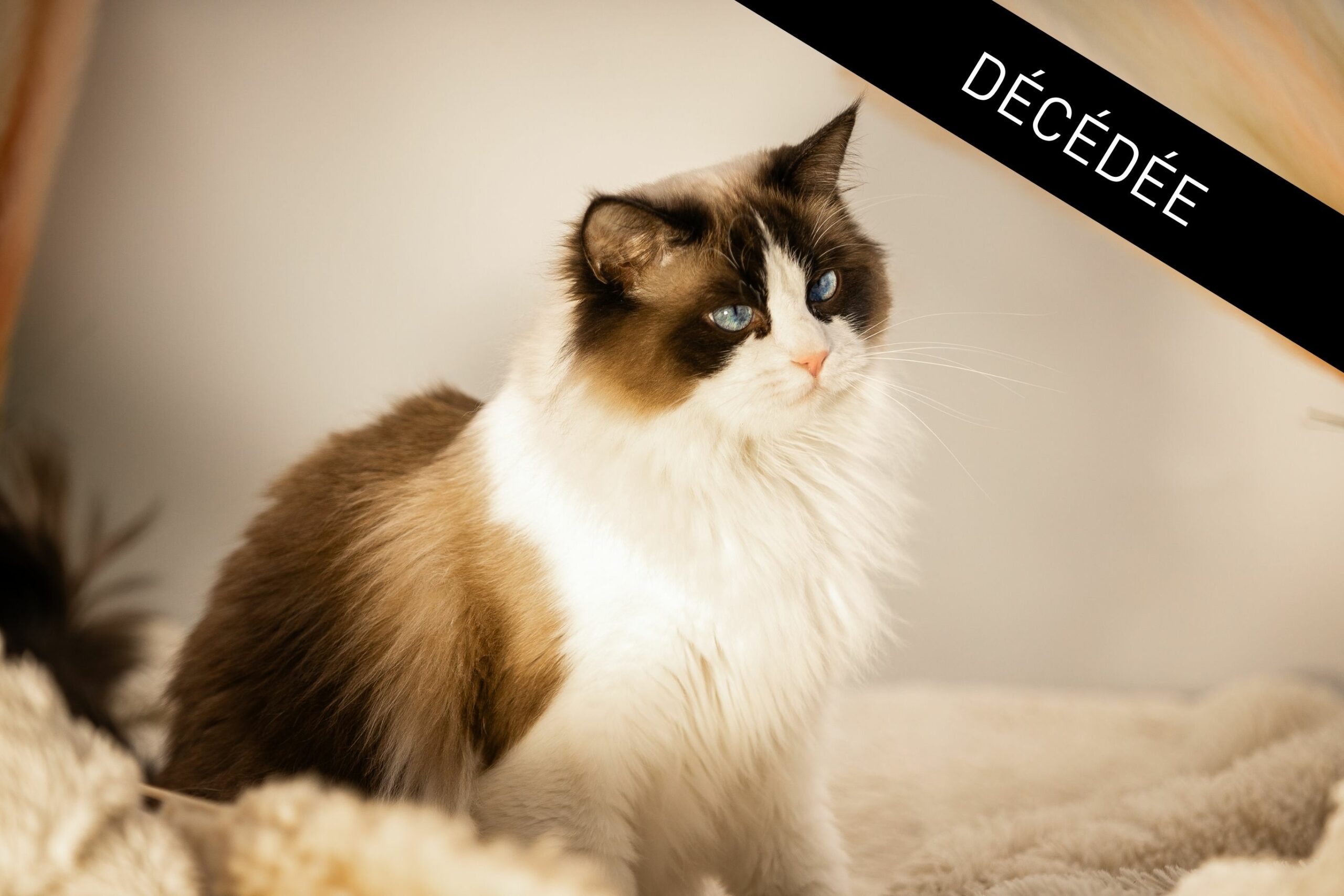 ARISTA - DÉCÉDÉE-2