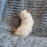 chaton ragdoll collier violet mai 2023