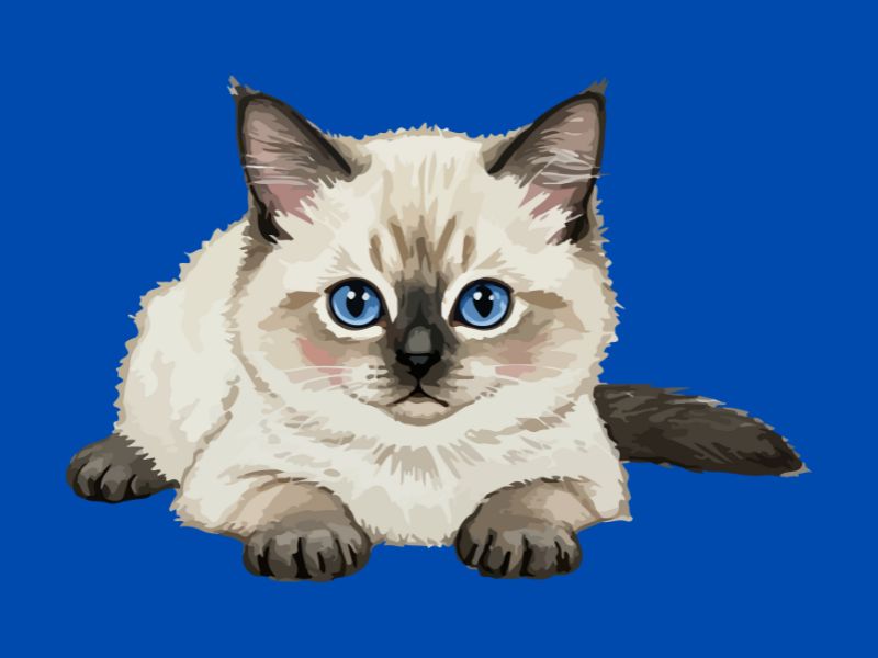 Chaton Ragdoll