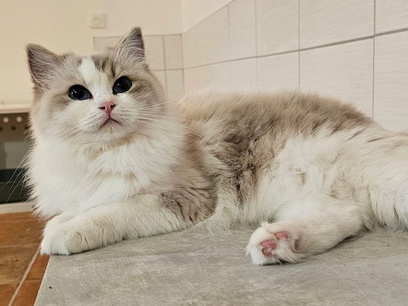 Vega la plume etoilee