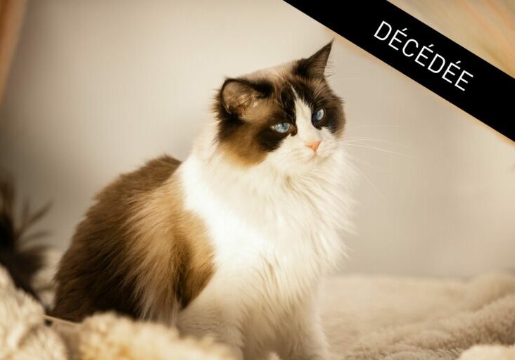 ARISTA - DÉCÉDÉE-2