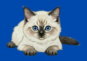 Chaton Ragdoll