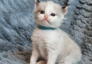 chaton ragdoll collier bleu adoption mai 2023