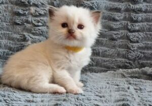 chaton ragdoll collier jaune mai 2023