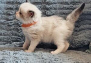 chaton ragdoll collier orange mai 2023