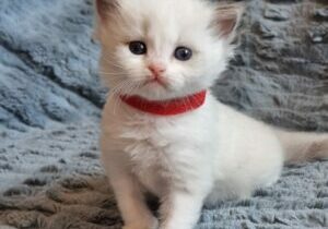 chaton ragdoll collier rouge mai 2023