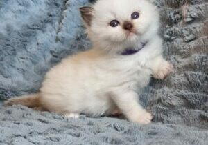 chaton ragdoll collier violet mai 2023
